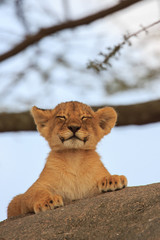 Fototapeta premium Lionceaux attendant le retour de leur mère sur un rocher, Tanzanie