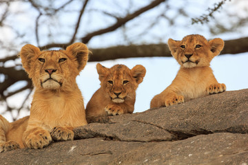 Trois bébé lionceaux regardant au loin en Tanzanie