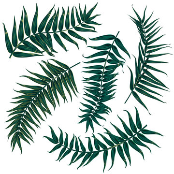set of tropical leaves on white background, 5 different versions of palm branches
