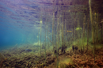 Underwater World on the lake, reeds and clear water