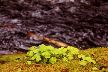 landscape in the spring forest small waterfall stream