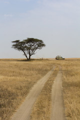 Safari en jeep en Tanzanie, Serengeti