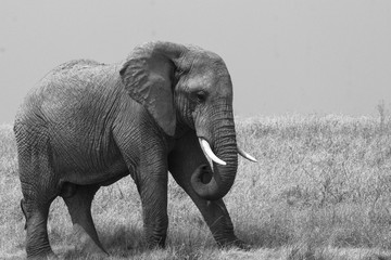 Naklejka premium Éléphant de Tanzanie, Afrique