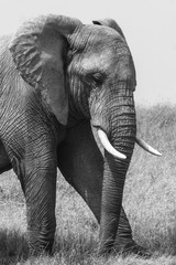 Elephants d'afrique en Tanzanie, Serengeti