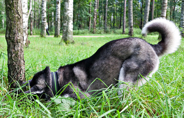 Siberian Husky hunts for mouse