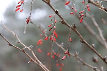 frost berberis