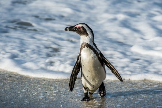 African penguin walk out of the ocean on the sandy beach. African penguin ( Spheniscus demersus) also known as the jackass penguin and black-footed penguin. Boulders colony. Cape Town. South Africa