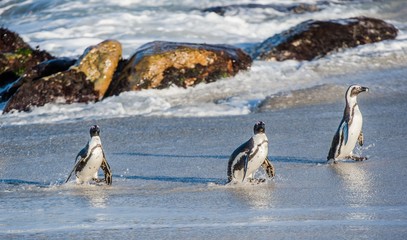 African penguins walk out of the ocean on the sandy beach. African penguin ( Spheniscus demersus) also known as the jackass penguin and black-footed penguin. Boulders colony. Cape Town. South Africa