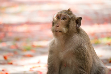 可愛いサル