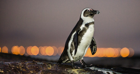 Die afrikanischen Pinguine in der Dämmerung. (Spheniscus demersus), auch bekannt als Eselspinguin und Schwarzfußpinguin, ist eine Pinguinart.