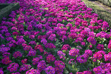 Flowers & Plants