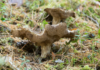 Mealy tooth, Hydnellum ferrugineum