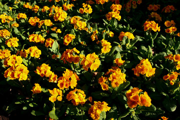 Obraz premium Flowers & Plants