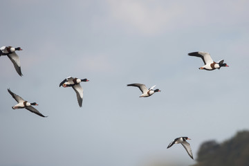 Common Shelduck and Eurasian Oystercatcher, Shelduck and Oystercatcher