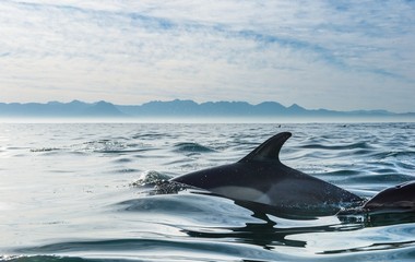 Group of dolphins, swimming in the ocean and hunting for fish. Dolphins swim and jumping from the water. The Long-beaked common dolphin (scientific name: Delphinus capensis) in atlantic ocean.