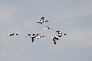Common Shelduck and Eurasian Oystercatcher, Shelduck and Oystercatcher