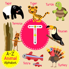 T letter tracing. Turtle. Toucan. Tiger. Tapir. Turkey. Cute children zoo alphabet flash card. Funny cartoon animal. Kids abc education. Learning English vocabulary. Vector illustration.