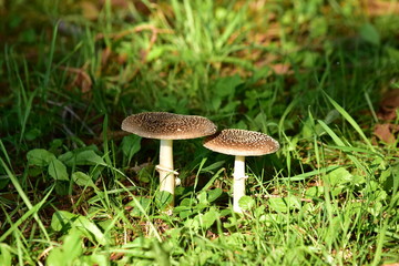 仲良く並んだキノコ