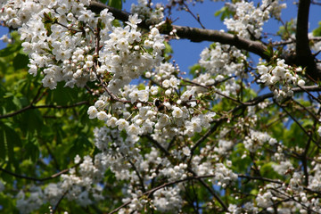 Flowers & Plants