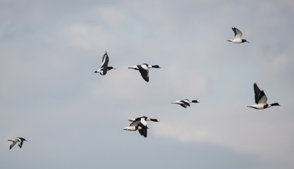 Common Shelduck and Eurasian Oystercatcher, Shelduck and Oystercatcher