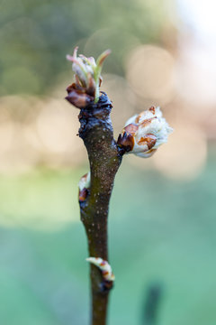 Close up of a pear blossom bud