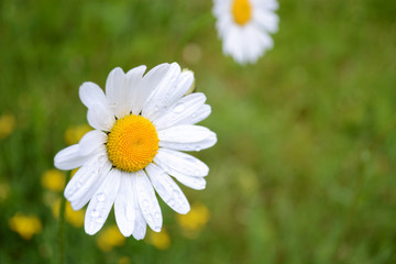 Daisy in a Field