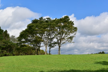 Fototapeta na wymiar 草原の丘と青空