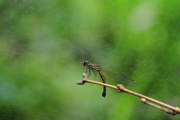 Dragonfly in Southeast Asia.