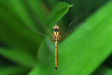 Dragonfly in Southeast Asia.