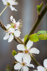 Obraz premium Plum blossoms