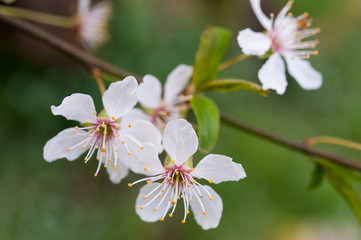Plum blossoms