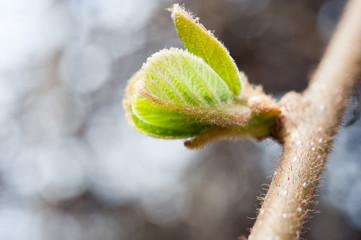 Close up of kiwi leaves on vine