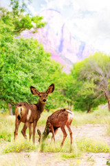 Deer Grazing on Wildflowers in Zion Canyon