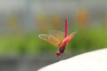 Dragonfly in Southeast Asia.