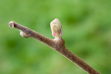Close up of kiwi flower bud on vine
