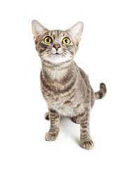 Happy Smiling Young Cat Expressive Eyes