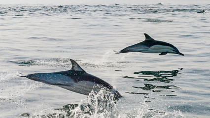 Fototapeta premium Group of dolphins, swimming in the ocean and hunting for fish. Dolphins swim and jumping from the water. The Long-beaked common dolphin (scientific name: Delphinus capensis) in atlantic ocean.