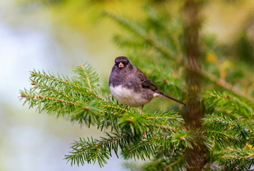 The dark-eyed junco is a species of the juncos, a genus of small grayish American sparrows. This bird is common across much of temperate North America and in summer ranges far into the Arctic.