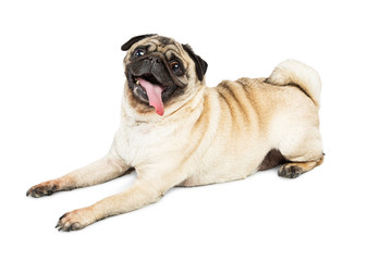 Pug Dog Laying Side Tongue Out