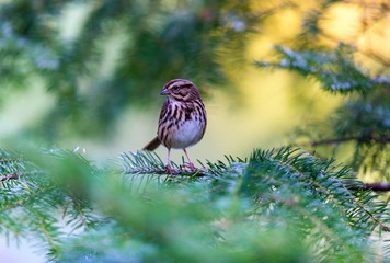 Female Purple Finch. The male of this bird that has been famously described as a sparrow dipped in raspberry juiceÂ This was taken deep in a boreal forest in North Quebec Canada.