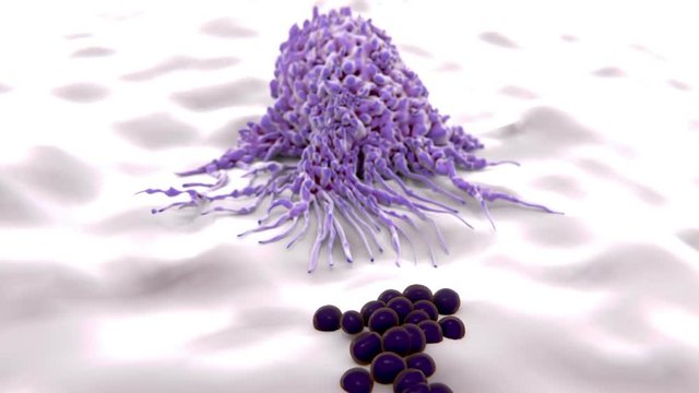 Macrophage engulfing bacteria, animation