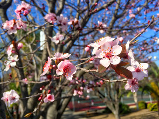 Pink Blossom Tree