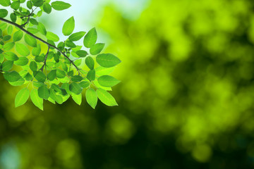 Fototapeta na wymiar Green leaves on the green backgrounds