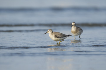 コオバシギ(red knot)