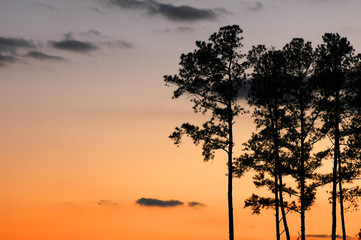 Fototapeta na wymiar pine tree silhouette against dusk sky