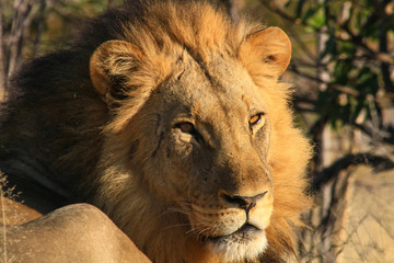 African Cats