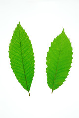 green leaves isolated on white background