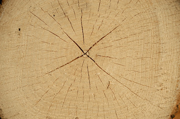 rough cross section of log