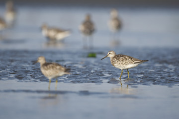 オバシギ(great knot)