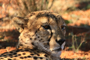 African Cats